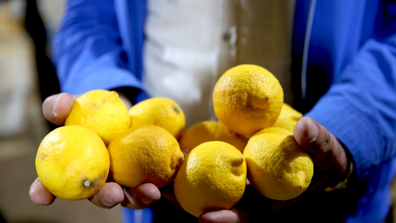 Limonda üretici market fiyat farkı yüzde 312