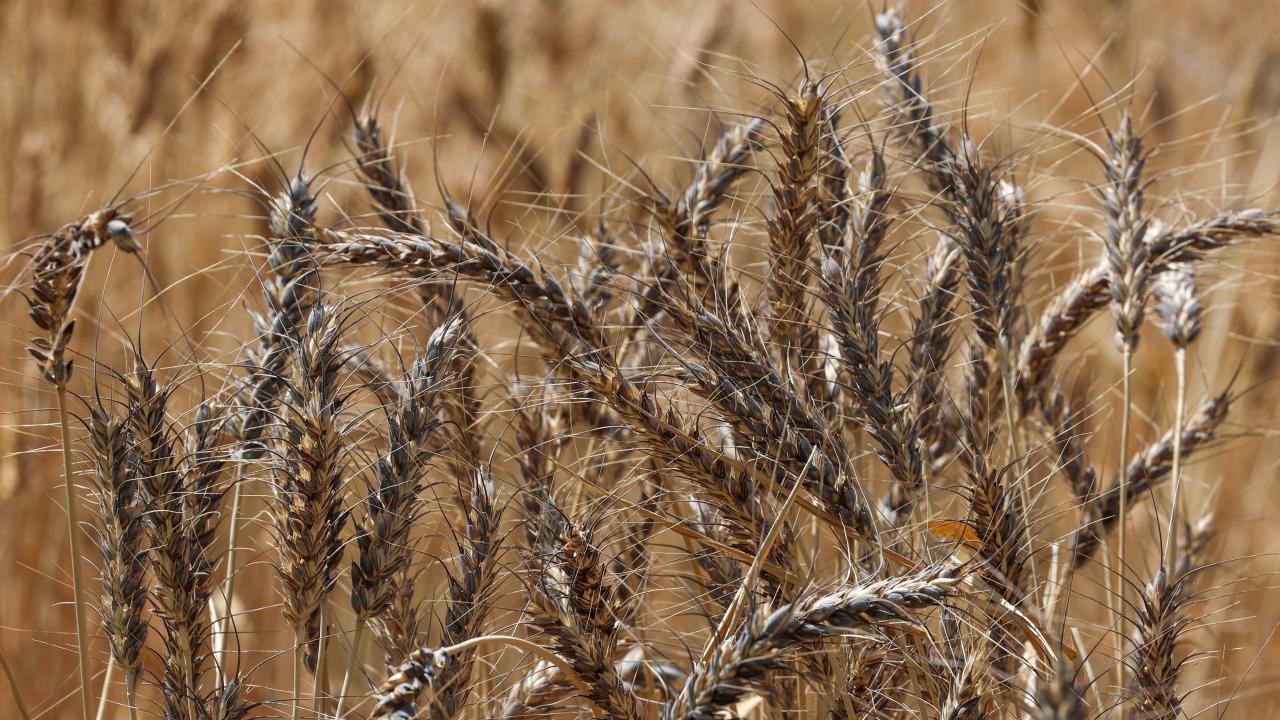Yüzde 130 gümrük vergisiyle kimse buğday getirmez