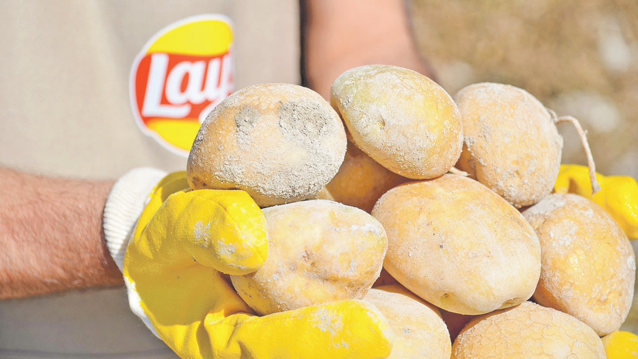 Lay’s Yenileyici Tarım Projesi, deprem bölgesine taşınıyor