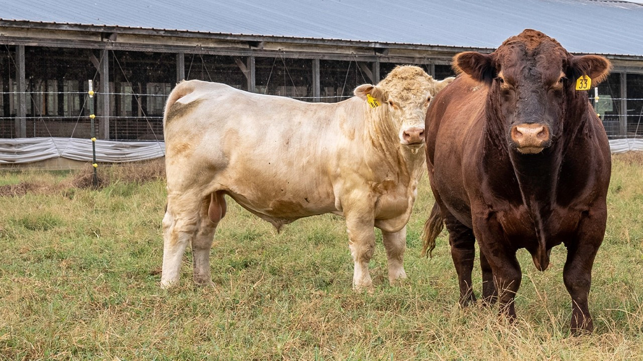 Ağustos ayında sığır ithalatı yüzde 771 arttı