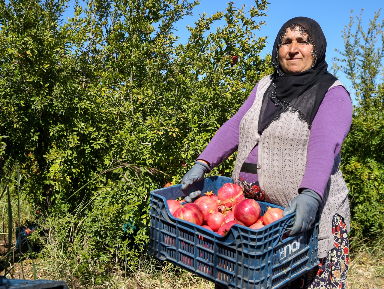 Adıyaman'da nar hasadı başladı