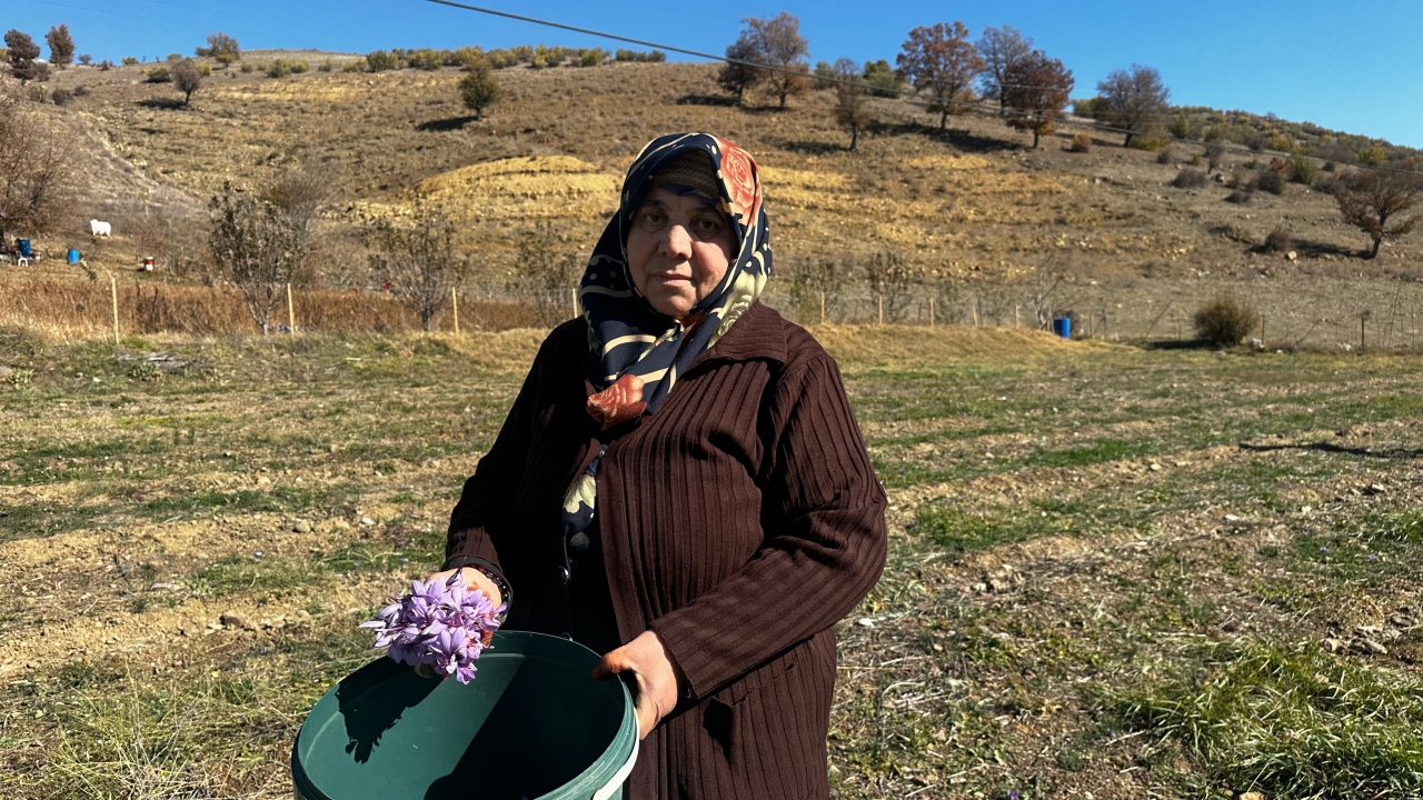 Safranın ekim alanı Isparta'da genişliyor