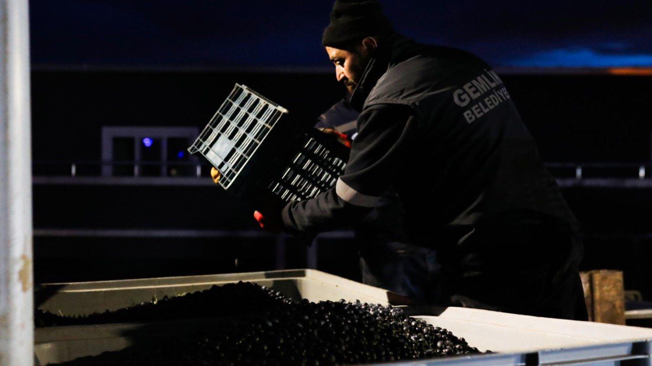 Gemlik Belediyesi, zeytin alımına başladı