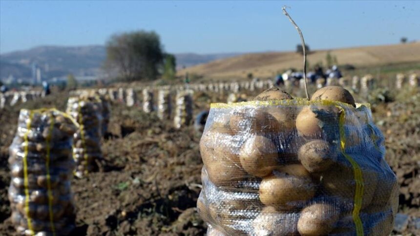 Patates ve kuru soğan ambalajlama standartlarında değişiklik - Ekonomi Gazetesi