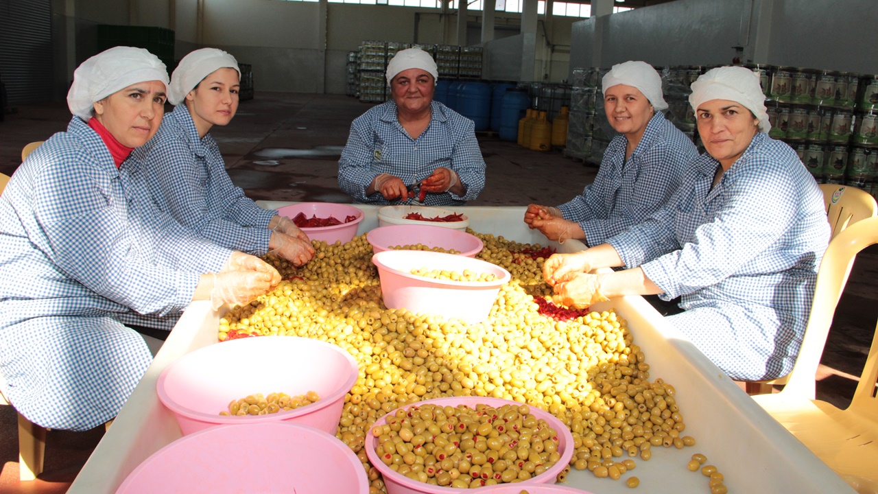 Zeytin ve zeytinyağında verimlilik AB projesi ile artacak