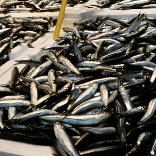 10 ayda 12.9 milyon dolarlık hamsi ihracatı