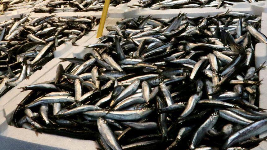Balık fiyatları 100 ile 450 lira arasında