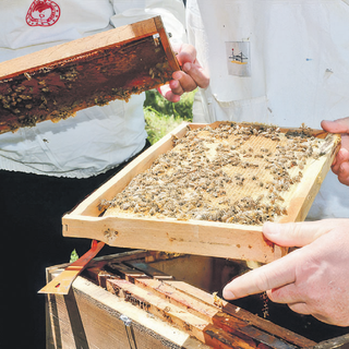 İngiltere’de 200 gram Türk balı 1.250 sterlin