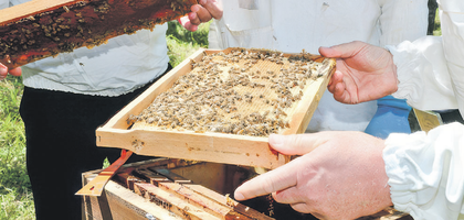 İngiltere’de 200 gram Türk balı 1.250 sterlin