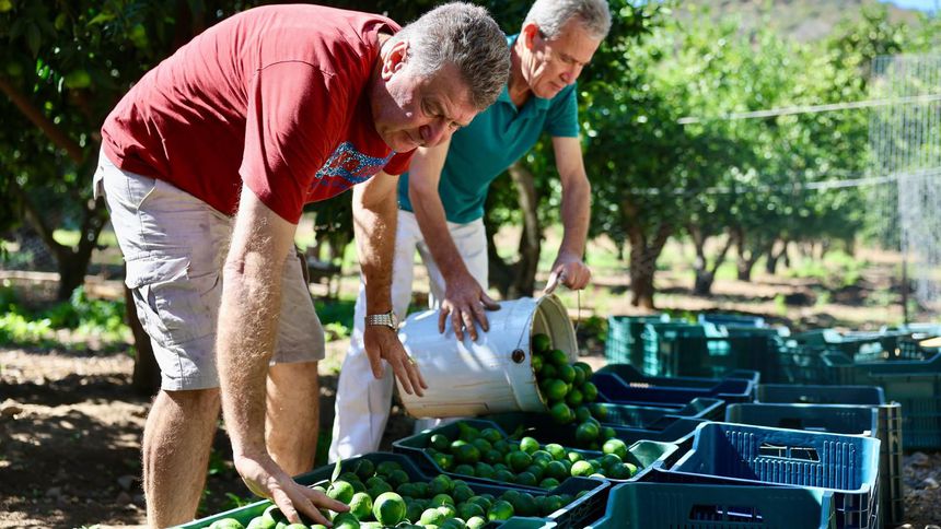 Üreticiden 62,5 ton Bodrum mandalini toplandı