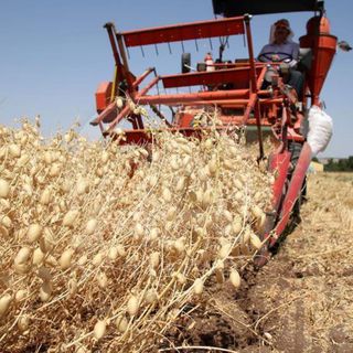 Kuraklığın vurduğu nohutta tohumluk dahi alınamadı