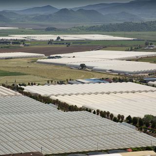 Agrobay, avokado üretecek