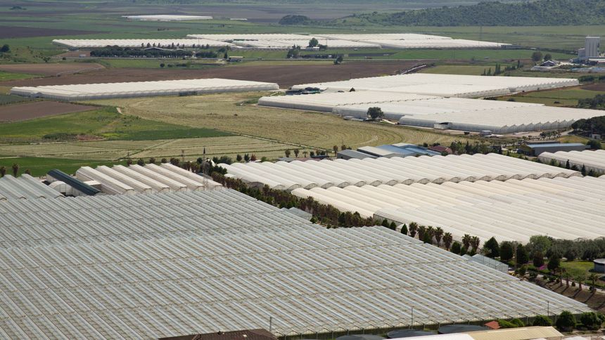 Agrobay, avokado üretecek
