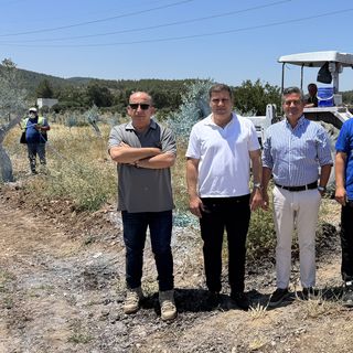 Taşınan zeytin ağaçları bilimsel bakımla yaşatılıyor