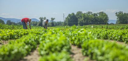 Tarım ÜFE yıllık yüzde 45,4 arttı