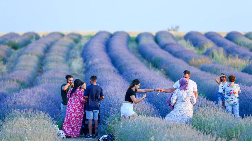 Uşak'ta lavanta bahçeleri artıyor