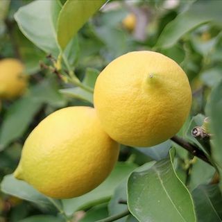 Nisanda en çok limonun fiyatı arttı