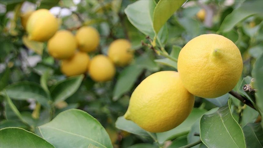 Nisanda en çok limonun fiyatı arttı