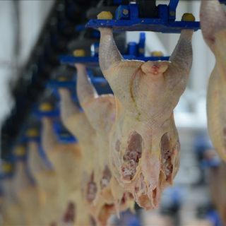 Bakanlıktan tavuk ihracatı yasağı hakkında açıklama