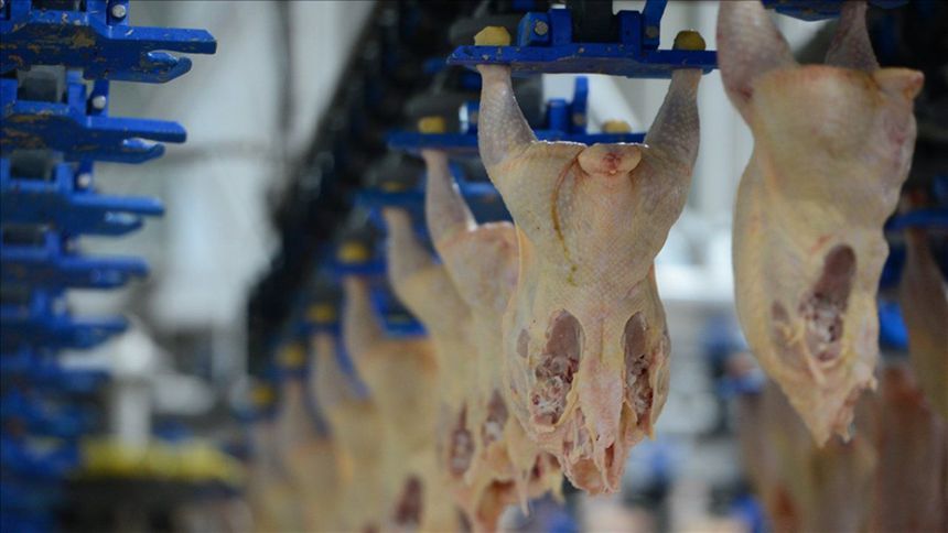Bakanlıktan tavuk ihracatı yasağı hakkında açıklama