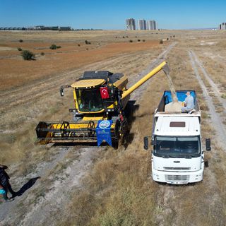 Talas Belediyesi’nin mobil koyun banyoluğundan 16 bin koyun geçti