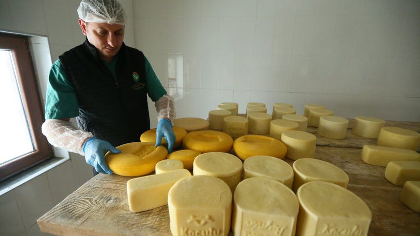 'Kars'ın kaşar peyniri kapasitesi 100 bin ton, yıllık 18 bin 100 ton üretiliyor'
