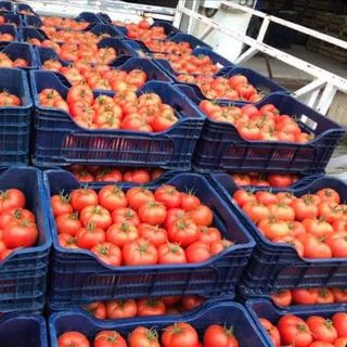 Antalya'da domates miktarı ve fiyatı arttı