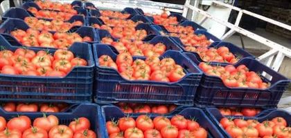 Antalya'da domates miktarı ve fiyatı arttı