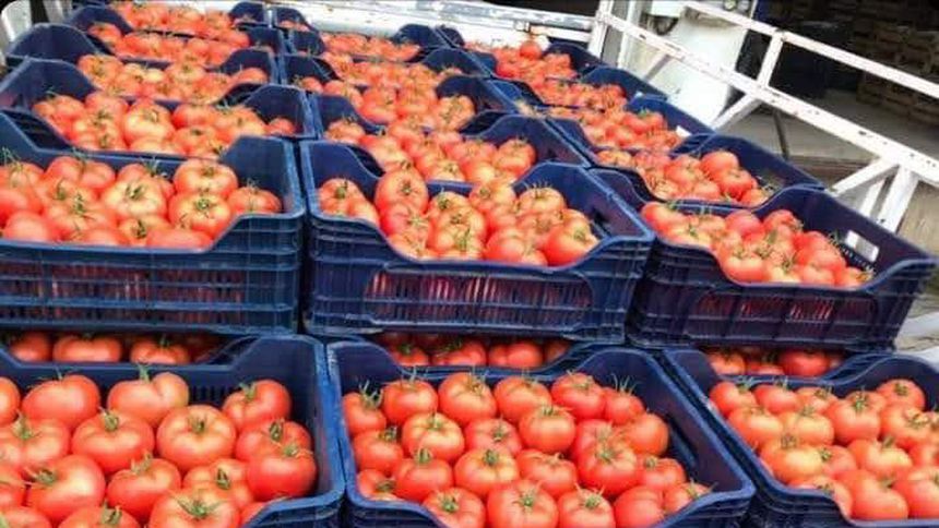 Antalya'da domates miktarı ve fiyatı arttı