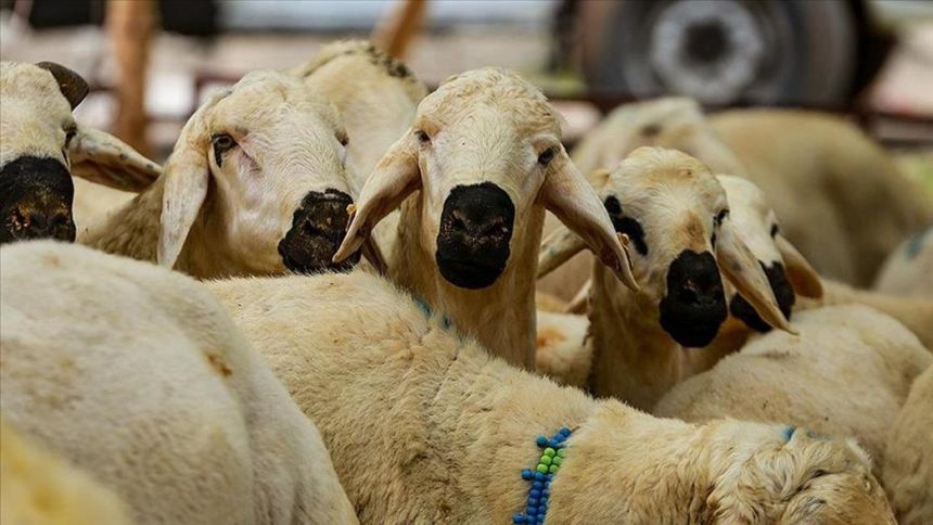 Üreticilerin elinde kalan kurbanlıkları ESK satın alacak