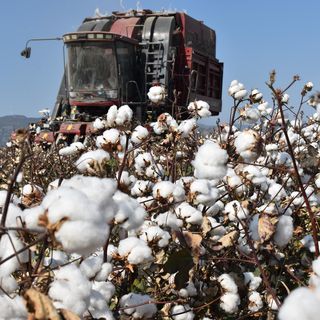 Çondur: Pamukta girdi maliyetlerinin yüksekliği üretimden vazgeçme riskini artırıyor