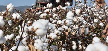 Pamukta yüzde 75 üretimden yüzde 75 ithalata dönülüyor