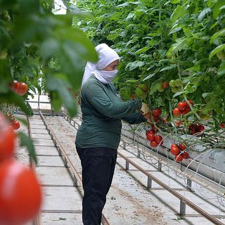 “Türkiye’nin jeotermal sera alanı 15 kat büyüyebilir”