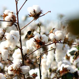 Yağışlar, pamuk rekoltesi tahminini düşürdü
