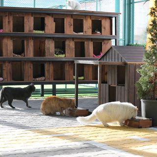 Kayseri’nin ilk ve tek Kedi Kasabası ziyaretçi rekoru kırıyor