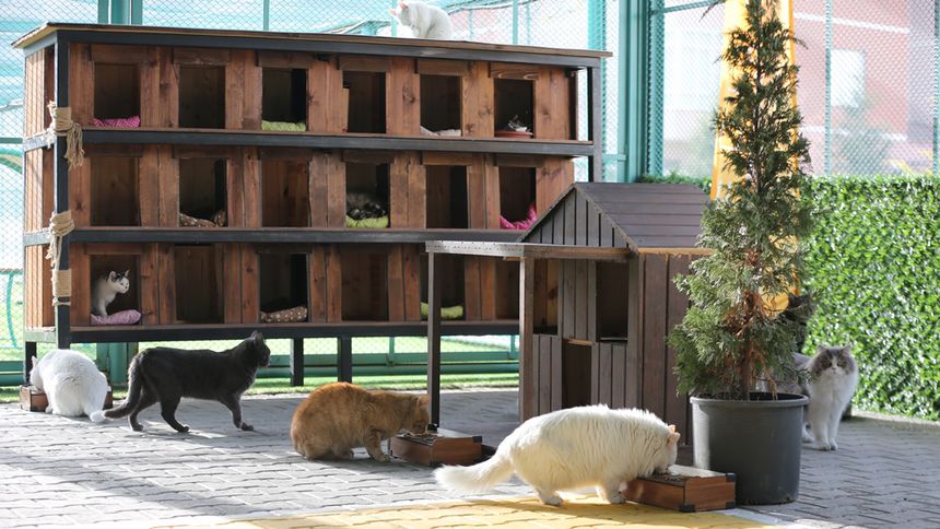 Kayseri’nin ilk ve tek Kedi Kasabası ziyaretçi rekoru kırıyor