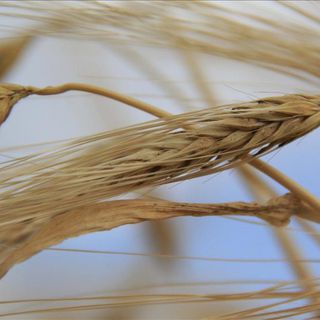 Arpa ve mısır ithalatında kontenjan 1 milyon tona yükseldi