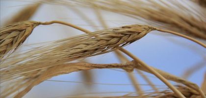 Arpada yüksek rekolte sezonu fiyatları aşağı çekti
