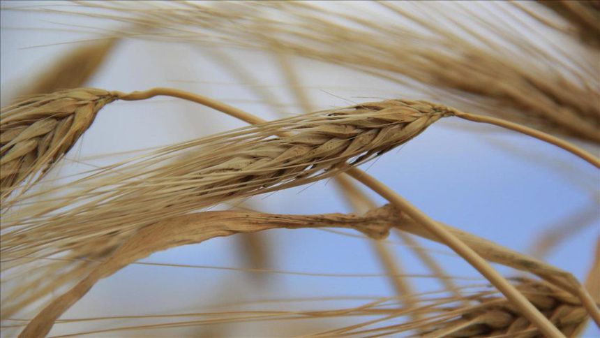 Arpa ve mısır ithalatında kontenjan 1 milyon tona yükseldi