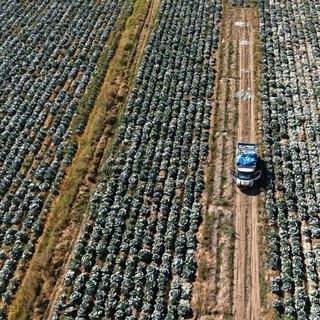 Erciş lahanasının hasadı başladı