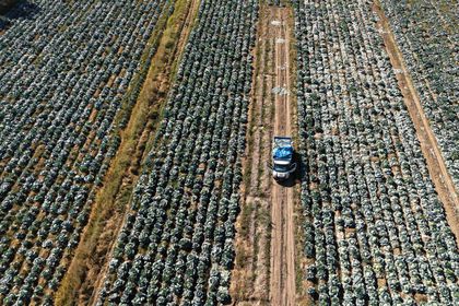 Erciş lahanasının hasadı başladı