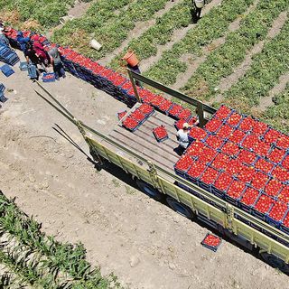 'Bedava' domatesin İstanbul’a girişi 20 TL!