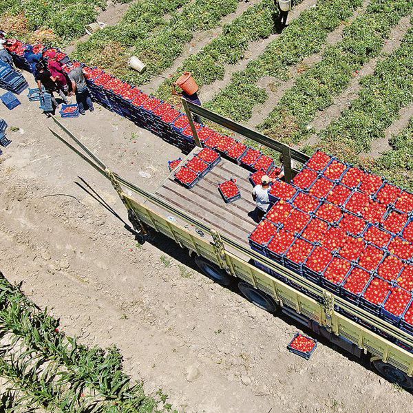 'Bedava' domatesin İstanbul’a girişi 20 TL!