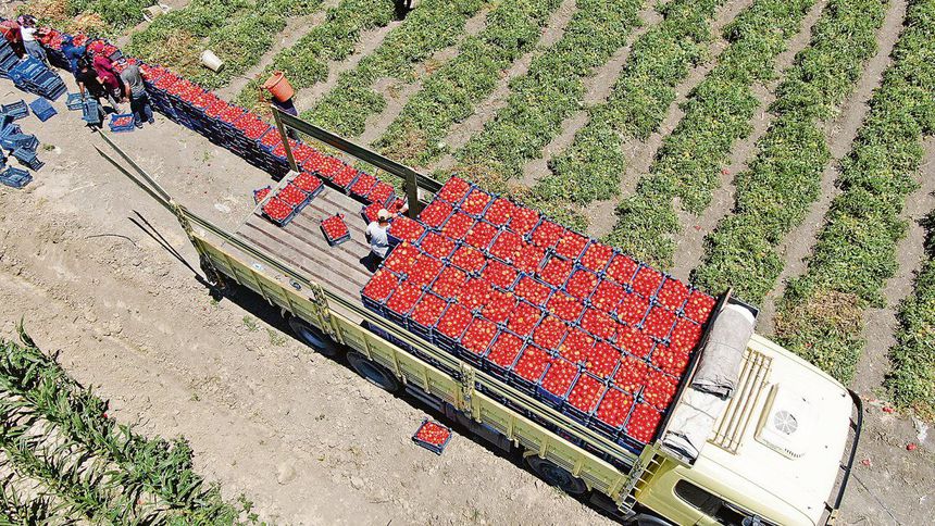 'Bedava' domatesin İstanbul’a girişi 20 TL!