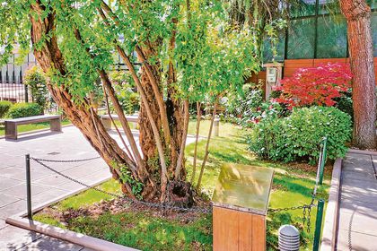 Bereket, yenilenme ve şans getiren Selanik'teki evin bahçesindeki nar ağacı