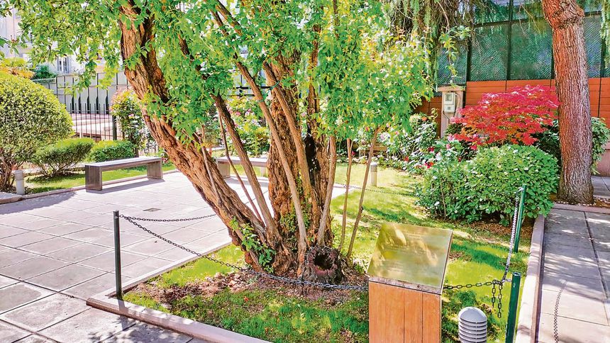 Bereket, yenilenme ve şans getiren Selanik'teki evin bahçesindeki nar ağacı