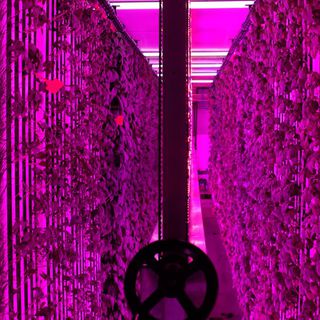 İGSAŞ ile Yeditepe Üniversitesi'nden dikey tarım için iş birliği