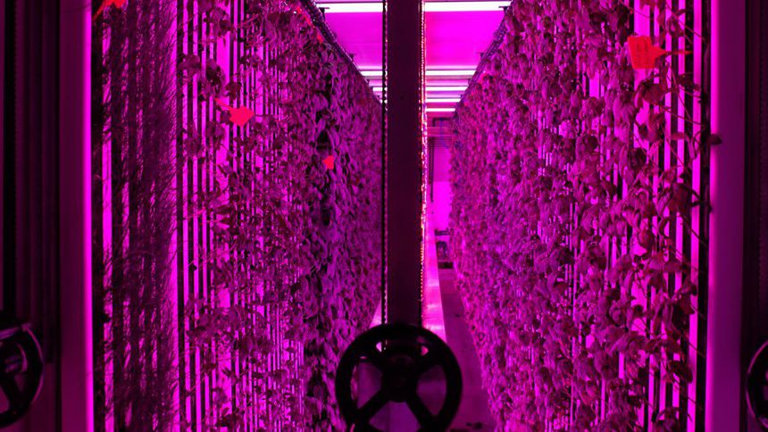 İGSAŞ ile Yeditepe Üniversitesi'nden dikey tarım için iş birliği