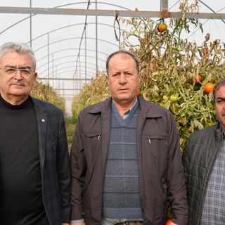 'Söğüt domatesi kara dönem yaşıyor'