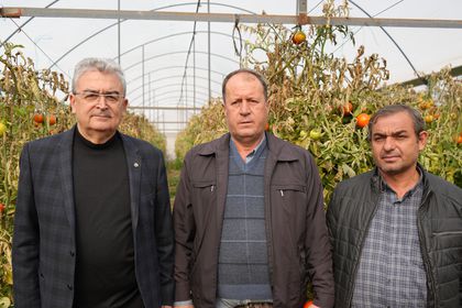 'Söğüt domatesi kara dönem yaşıyor'